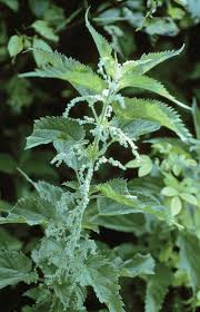 Image result for Urtica