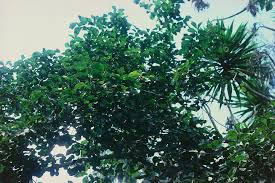 Image result for Strychnos