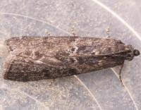 Image result for Pyla fusca