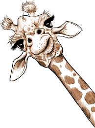 Sketch Giraffe Art Sticker By Jonthomson Giraffe Art Giraffe Drawing Giraffe Painting
