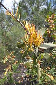 Image result for Vanwykia remota