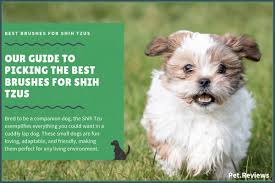 In general, you'll want to brush back against the lay of the fur. 10 Best Brushes For Shih Tzus Our 2021 Shih Tzu Brush Guide