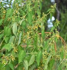 Image result for Triumfetta rhomboidea