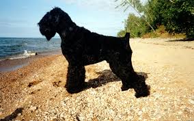 As their name suggests, giants are imposing. Black Giant Schnauzer On Seashore During Daytime Hd Wallpaper Wallpaper Flare