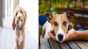 Its aim is to help galvanise the public to recognize the number of dogs that need to be rescued each year, either from public shelters, rescues and pure breed rescues. Zaihdqzhzfiagm