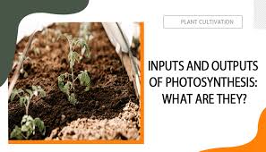 What Is The Source Of Molecular Oxygen Which Is Formed And Released During  The Photosynthesis Process? - Quora