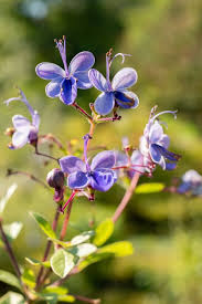 Image result for Clerodendrum buchneri