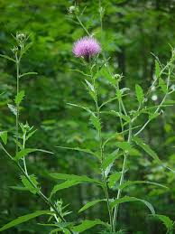 Image result for Cirsium