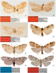 Halone prosenes , o halone arlequim , é uma mariposa da subfamília arctiinae descrita pela primeira vez por turner em. Illustrated Checklist Of The Genus Halone Walker 1854 Lepidoptera Erebidae Arctiinae Lithosiini With A Newly Recorded Species From Laos Sciencedirect