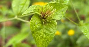 Image result for Elephantopus