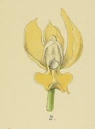 Image result for Schizochilus lepidus