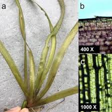 Image result for Hydrocharitaceae