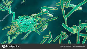 Image result for Erysipeloid