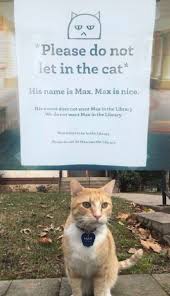 Pin By Kitty Kat 3 On Animals Cute Funny Animals Animal Memes Funny Animal Memes