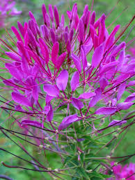 Image result for Cleome angustifolia