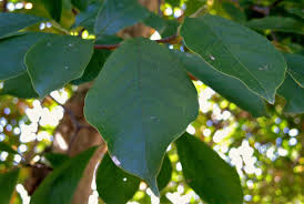 木蓮 葉っぱ