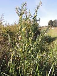 Image result for Gomphocarpus semilunatus