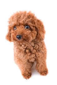 Maybe you would like to learn more about one of these? Teacup Poodle Breed Profile Size Temperament Health And More Perfect Dog Breeds