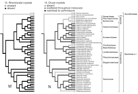 Image result for Alepidea peduncularis