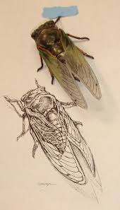 Gcse Igcse A Level Art Exam Ideas 2013 Scientific Illustration A Level Art Scientific Drawing