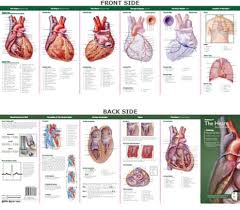 Anatomical Chart Companys Illustrated Pocket Anatomy Anatomy Of The Heart Study Guide Edition 2 Other Format