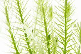 Image result for Mayaca