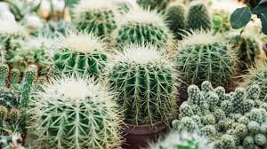 But if you're planting, digging or working around cactus even simple tasks like hand weeding will wear out glove fingertips as i move aside gravel to get at the weeds. 700 Cactus Farm Pictures