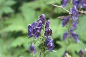 Columbian Monkshood Aconitum Columbianum