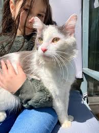 I just got a message from my daughter who is working and a lady that is  older has found a cat that looks to be up