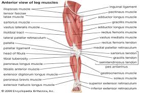 Calcaneum (by achilles tendon) raises heal when leg is straight. Muscle Charts Massagelongbeachca Com