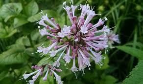 Image result for Valeriana