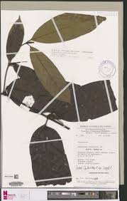 Image result for Oxyanthus speciosus