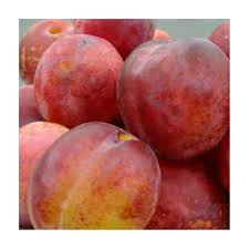 We did not find results for: Opal Plum Tree Young Mature Plum Trees For Sale