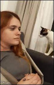 The other day i came home to the somewhat hilarious but also disturbing evidence that my cat had been investigating the kitchen counters and stovetop. 04 13 20 Cat Gif Site