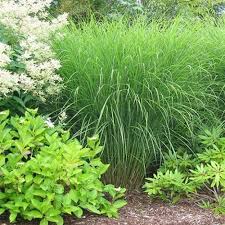 Image result for Miscanthus