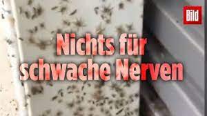 Aufnahmen einer überwachungskamera zeigen, wie ein autofahrer beim rückwärts ausparken mitten in einem. Spinnen Fluchten Vor Dem Hochwasser In Wohnhauser Youtube