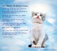 I personally pray that the groaning of creation will be met with a liberation that includes an eternal life for all and everything. For My Mia Cat Heaven Prayers For Grieving Cat In Heaven