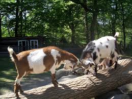 Image result for goats