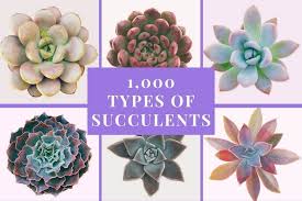 They are perfect low maintenance vining plants that are great for hanging baskets or trailing from a window sill, mantle, desktop, or countertop. 1 000 Types Of Succulents With Pictures Succulent Identification Cheat Sheet Succulent Alley