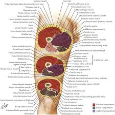 This webpage presents the anatomical structures found on thigh mri. Lower Limbs Radiology Key