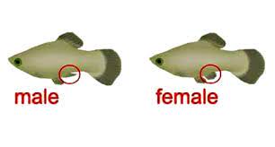 Apa Saja Perbedaan Ikan Platy Dan Molly Suka Ikan