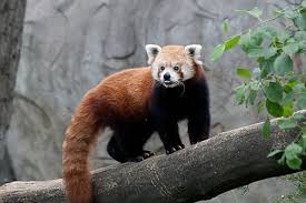 Panda, cheetah, helang, beruang dan sesetengah burung. 10 Hewan Yang Dikenal Paling Suka Menyendiri Hidup Soliter Si Binatang