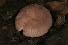 Image result for Russula compacta
