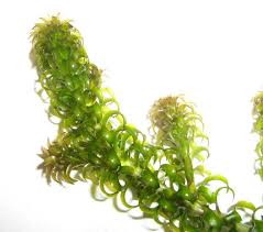 Image result for Lagarosiphon muscoides