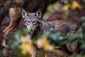 (2) caiman, alligator, or crocodile answer 2:i used to think that no usa state allowed wolves as pets, but there are actually quite a handful that do. Here S Why There Are So Many Coyotes And Why They Are Spreading So Fast