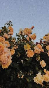 A collection of the top 53 aesthetic landscape wallpapers and backgrounds available for download for free. ãƒ©ã‚¦ Sunrise Landscape Illustration Flower Aesthetic Street Fashion Photography