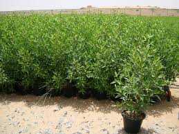 Image result for Conocarpus