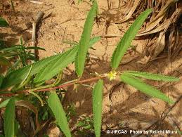 Image result for Corchorus schimperi