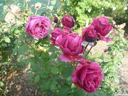 Line Renaud Rose Photo Rose Rose Photos Flowers