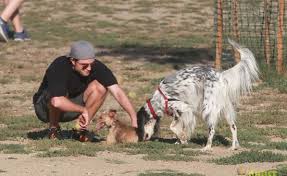 Cute Man 3 Robert Pattinson Adorably Plays Fetch With Dog Source From Daily Mail And Just Jared Robert Pattinson Robert Pattinson Twilight Robert